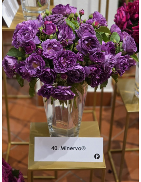 MINERVA® róża rabatowa