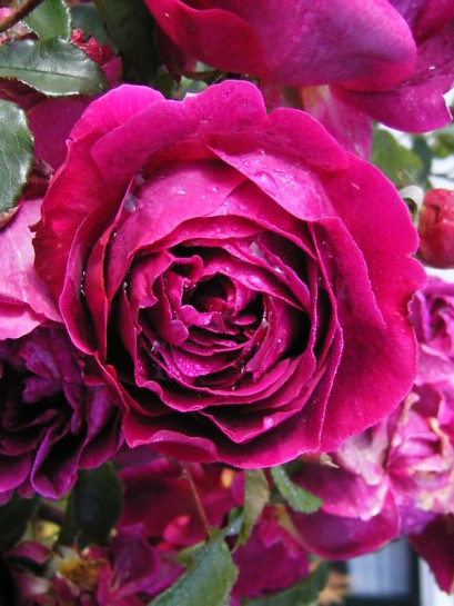 Othello pachnące róze angielskie