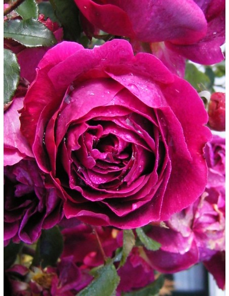 Othello pachnące róze angielskie