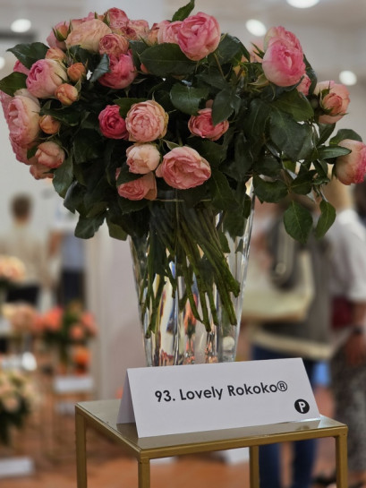 LOVELY ROKOKO® róża wielkokwiatowa