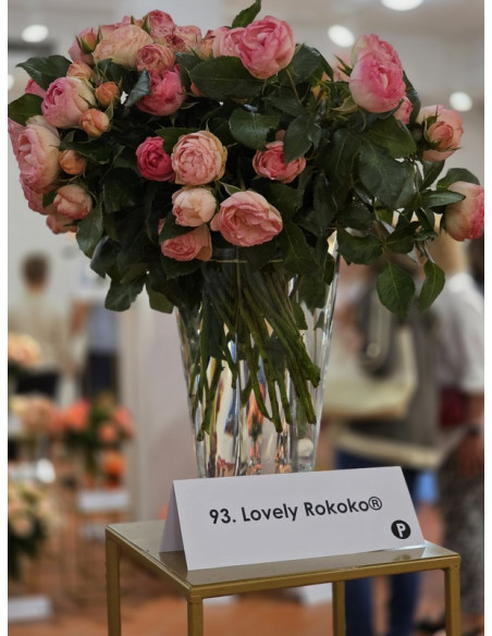 LOVELY ROKOKO® róża wielkokwiatowa