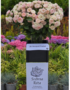 Bouquet Parfait róże krzaczaste 2
