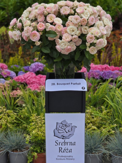 BOUQUET PARFAIT róża parkowa