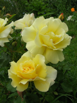 arthur bell żołte róże rabatowe