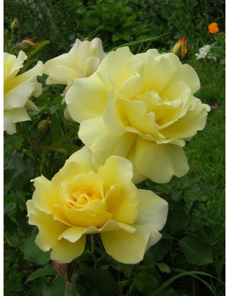 arthur bell żołte róże rabatowe