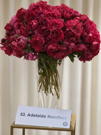 ADELAIDE HOODLESS róża kanadyjska
