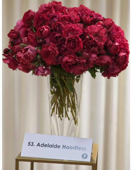 ADELAIDE HOODLESS róża kanadyjska