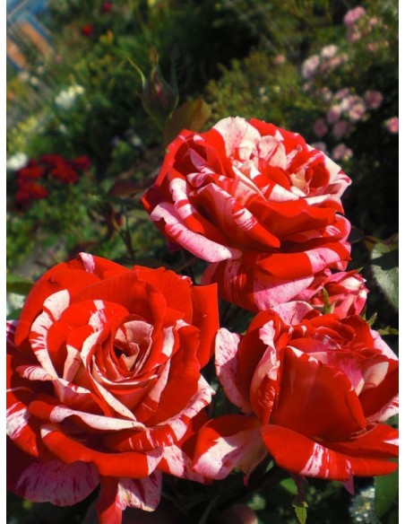 papageno - roze wielkokwiatowe