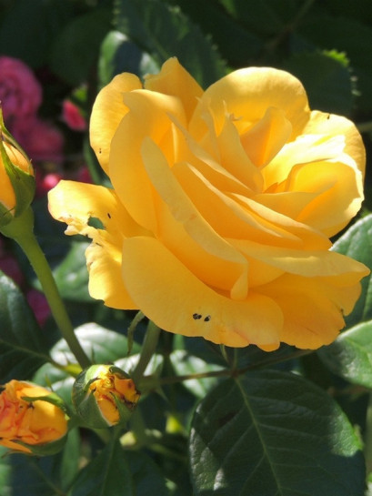 arthur bell żółte róże rabatowe