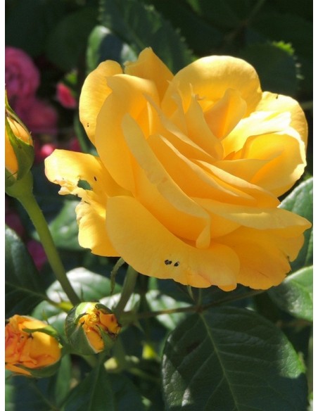 arthur bell żółte róże rabatowe