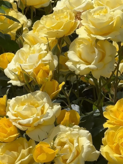 RAYON DE SOLEIL® róża rabatowa