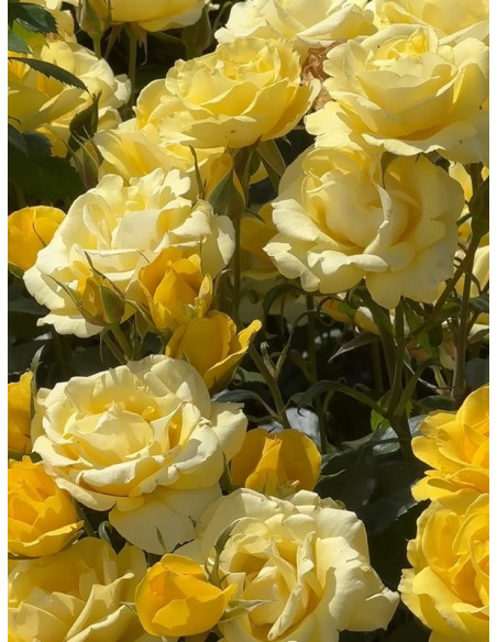 RAYON DE SOLEIL® róża rabatowa