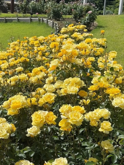 RAYON DE SOLEIL® róża rabatowa