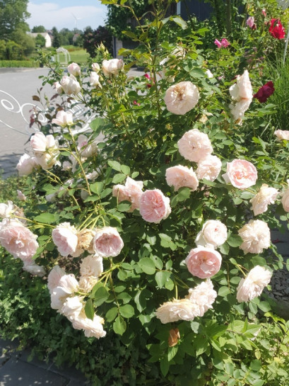 MORDEN BLUSH róża kanadyjska