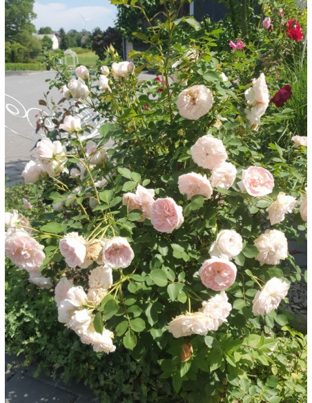 MORDEN BLUSH róża kanadyjska
