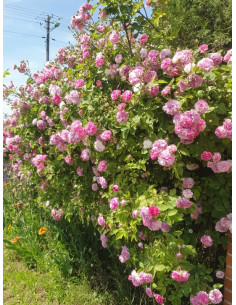 róże parkowe Lavender Lassie 2