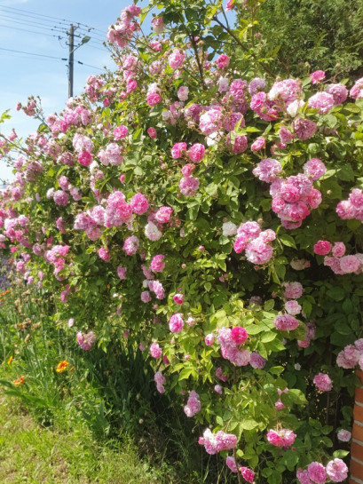LAVENDER LASSIE róża parkowa
