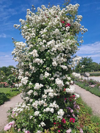 GUIRLANDE D'AMOUR® róża pnąca