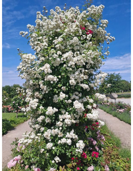 GUIRLANDE D'AMOUR® róża pnąca