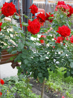 róże pienne Poulman