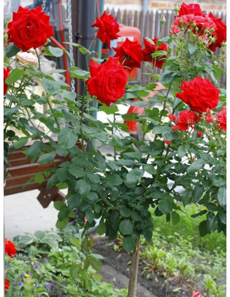 róże pienne Poulman