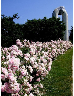 Bonica 82 roze rabatowe 2