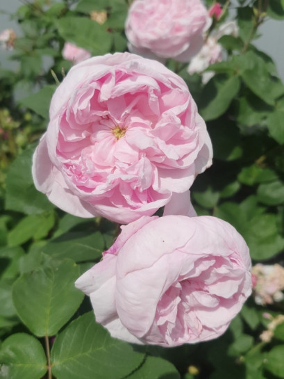 fantin latour róże stulistne jadalne