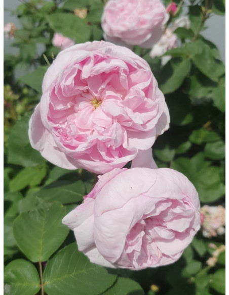 fantin latour róże stulistne jadalne
