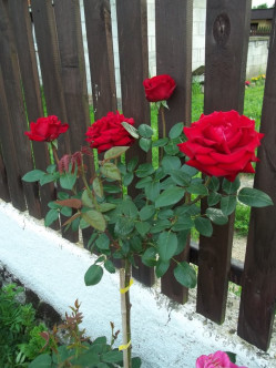 róże pienne Poulman 2