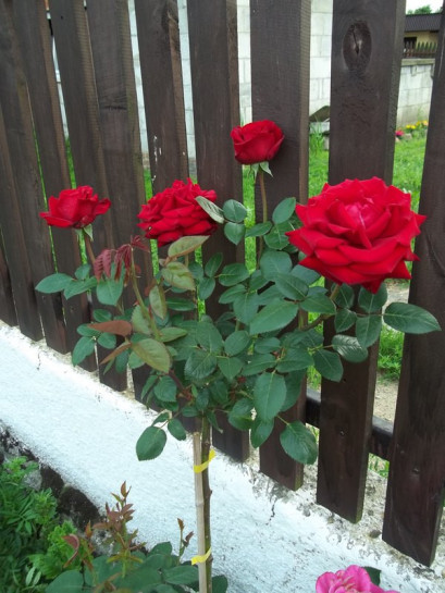 roze pienne Ingrit bordowe