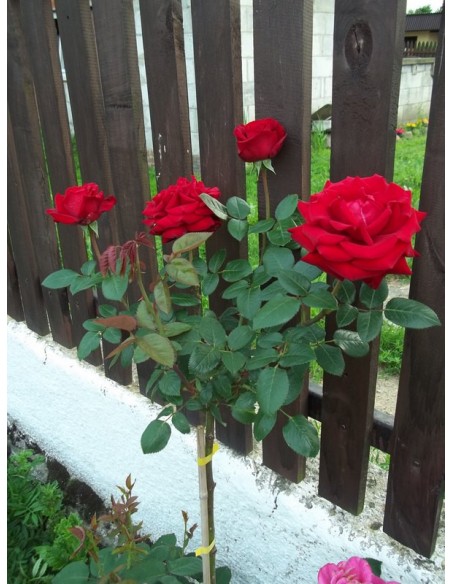 roze pienne Ingrit bordowe