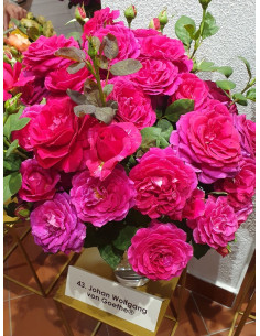 J. W. VON GOETHE ROSE róża wielkokwiatowa 2