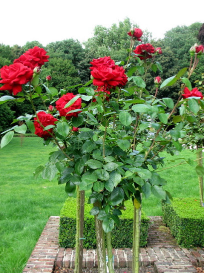 bordowe roze pienne Ingrit