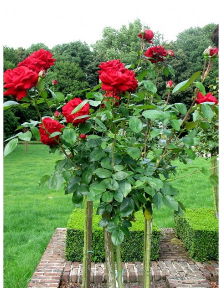 bordowe roze pienne Ingrit