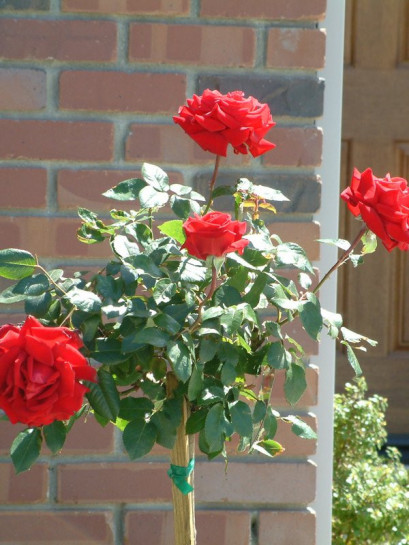 pienne róże Poulman