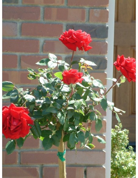 pienne róże Poulman