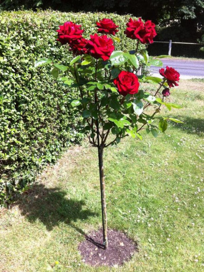 Róże na pniu Poulman