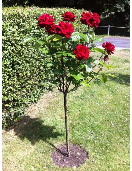 Róże na pniu Poulman