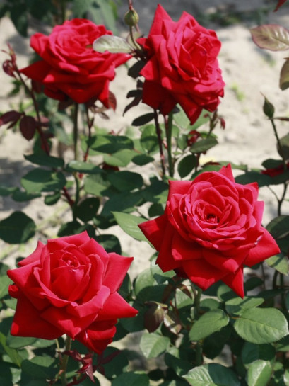 roze wilkokwiatowe Mr. Lincoln