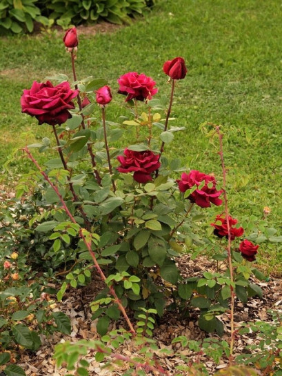 Mr. Lincoln wielkokwiatowe róze