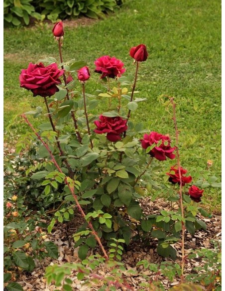 Mr. Lincoln wielkokwiatowe róze