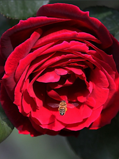 Mister Lincoln Róże wielkokwiatowe