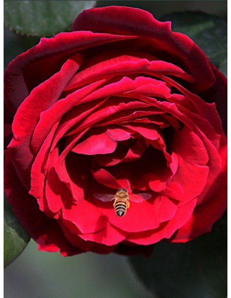 Mister Lincoln Róże wielkokwiatowe