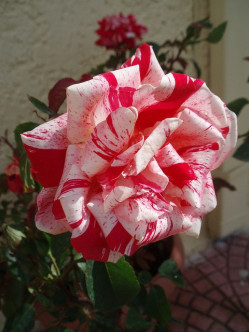 papageno - roze wielkokwiatowe 2