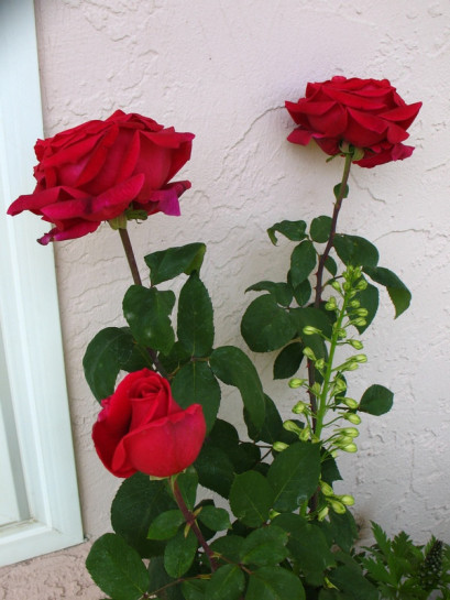 Mister Lincoln roze wielkokwiatowe