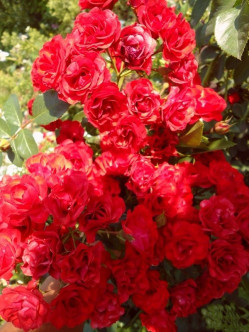 róze okrywowe Scarlatto