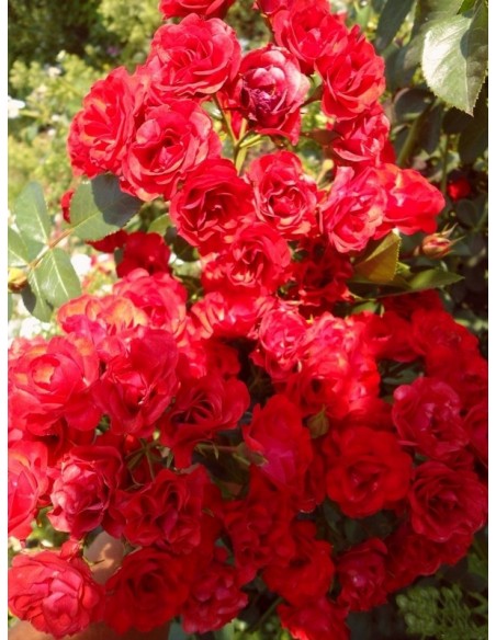 róze okrywowe Scarlatto