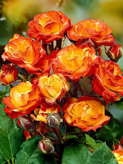 wielobarwne róże rabatowe Cuba Dance