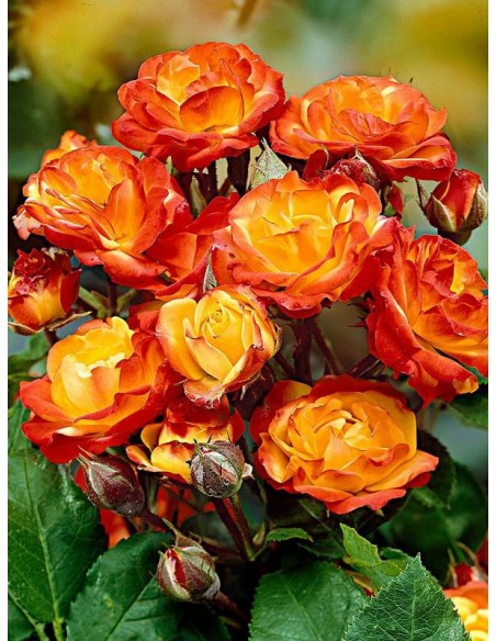 wielobarwne róże rabatowe Cuba Dance