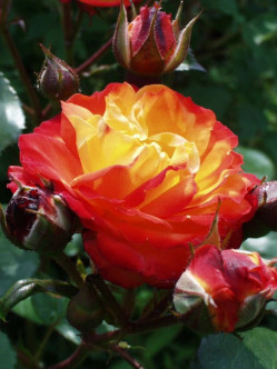 wielobarwne róże rabatowe Cuba Dance 2